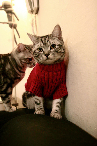 地狱归来的金属锋鸣，蒂姆的联合杯翻盘与法网未竟的证词