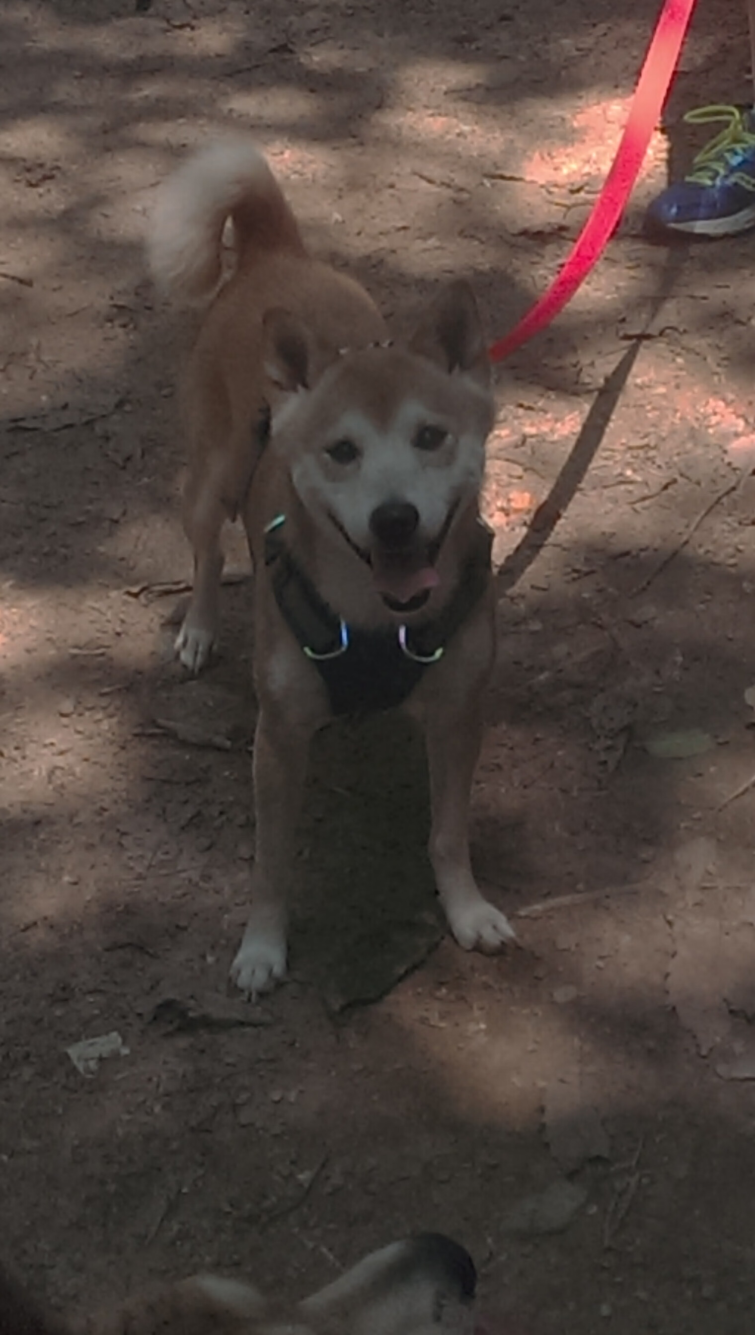 爱游戏大厅-在索伯的沉默中，皮亚斯特里为迈凯伦赢得了回响