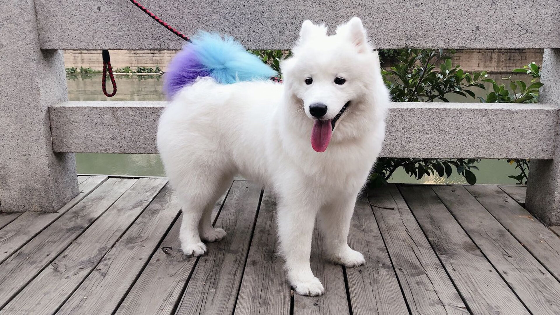 绿茵场上的乒乓魂,葡萄牙鏖战德国,林高远状态火热启示录