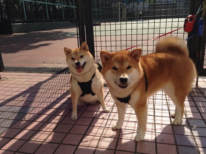 爱游戏tv-绿茵刺客与总决赛暗影，萨内的制造杀伤哲学如何映照篮球终极战场