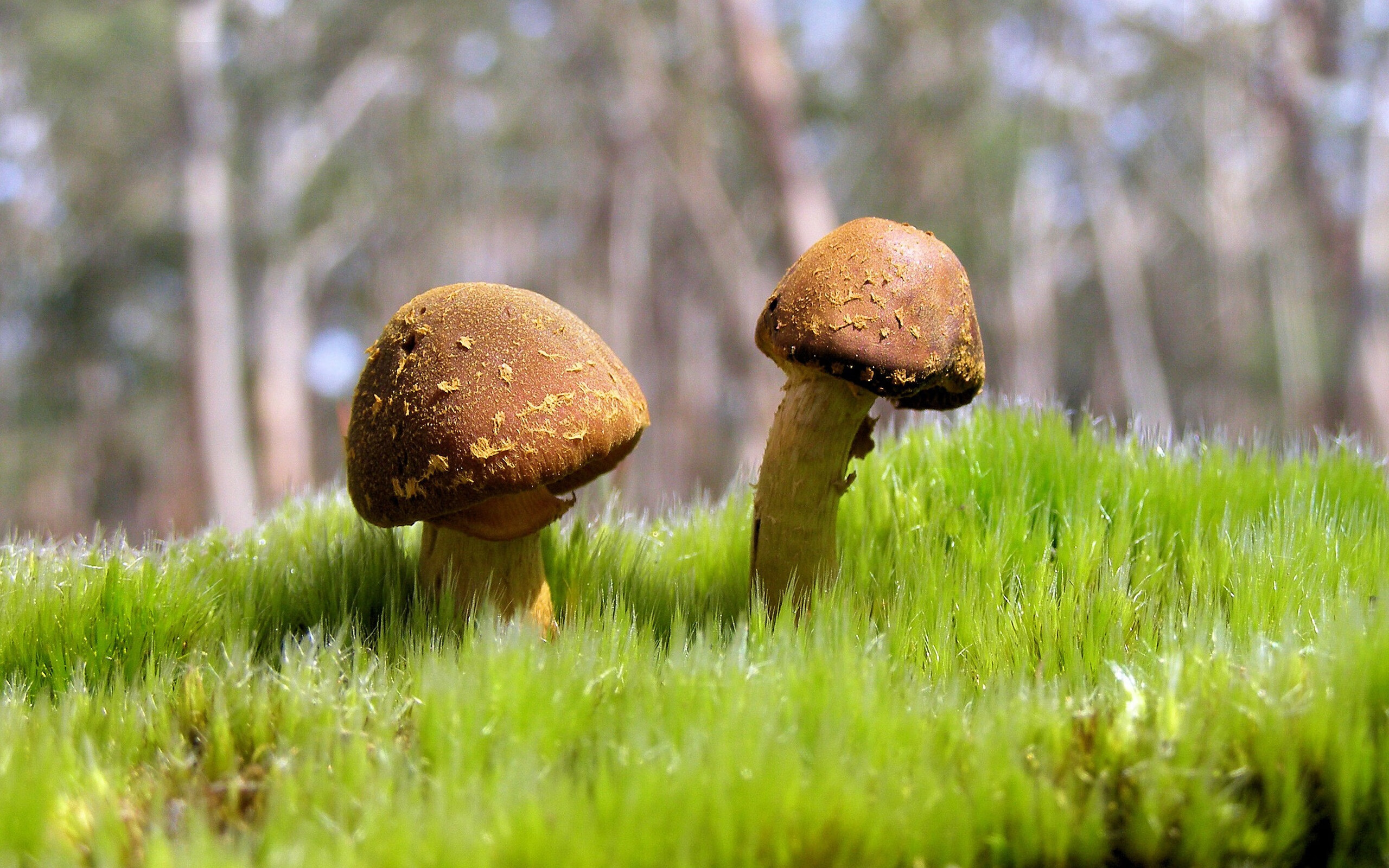 雨幕霓虹，解密霍勒迪如何化身F1新加坡街道赛的极光幽灵