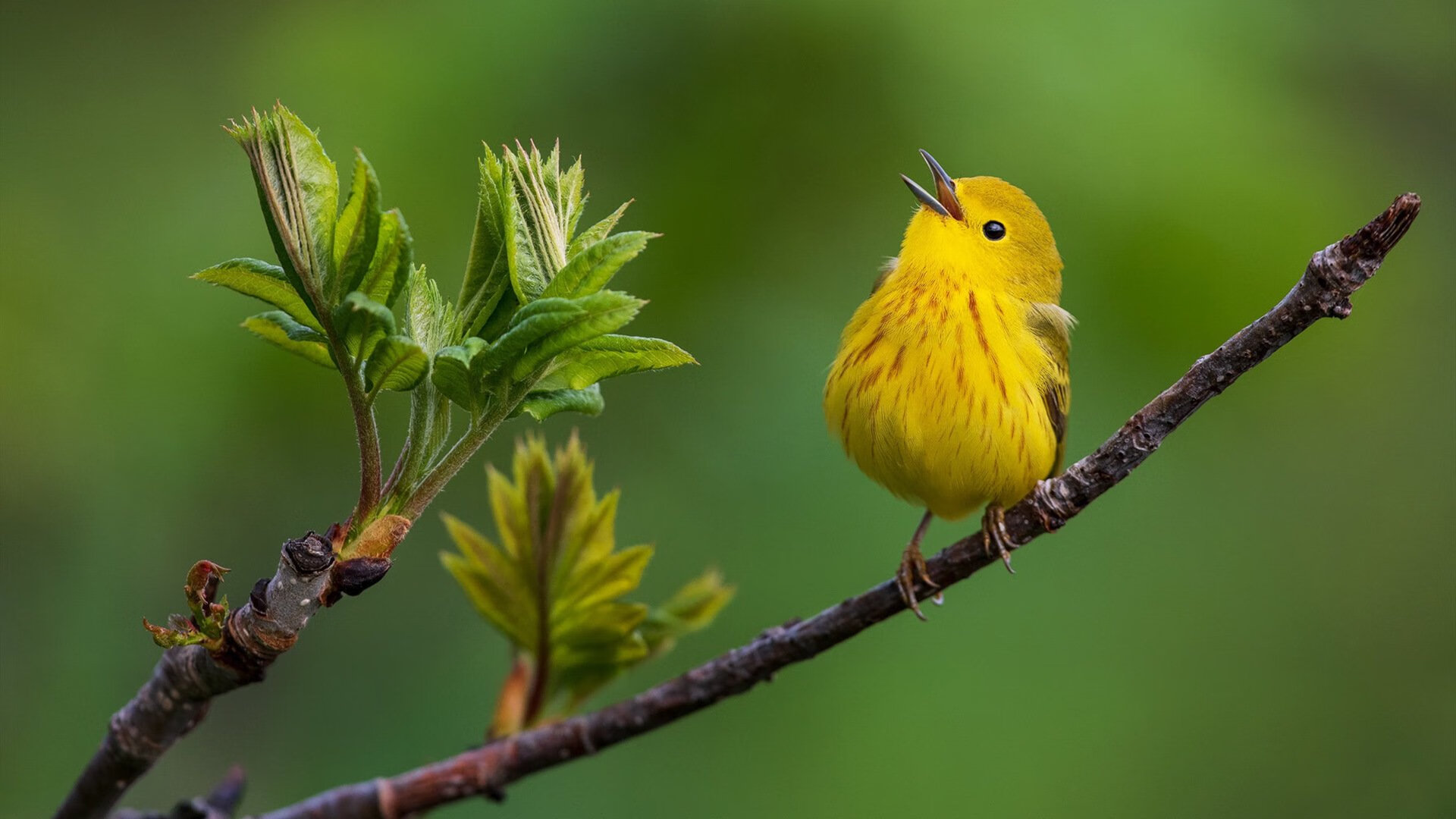 禁区里的詹姆斯，当格列兹曼成为NBA季后赛之夜的攻防转换核心