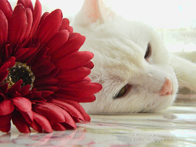 慈善赛巅峰对决,厄瓜多尔对阵曼联,坎特关键进球定乾坤