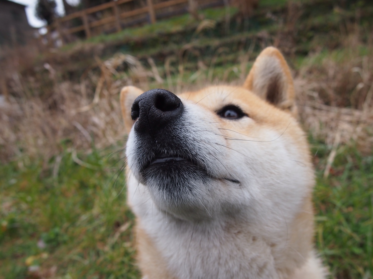 席卷丹佛高原！拉梅洛·鲍尔三双风暴撕裂掘金防线