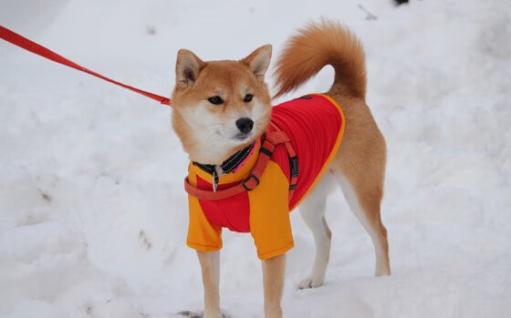 当足球撞上抢七,曼联与黄潜的突然死亡加时