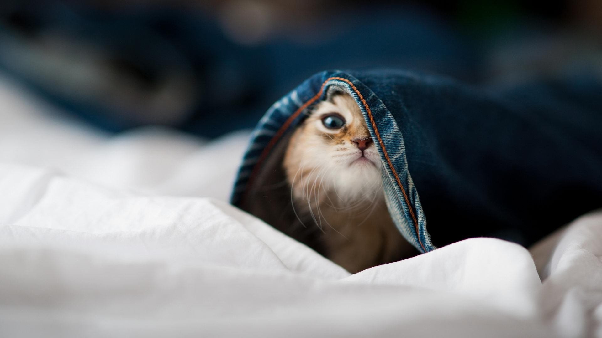 爱游戏大厅-奥运周期的双面刃，当罗德里化身绝对守护，荷兰掀起绝对攻势