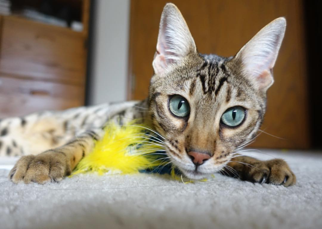 爱游戏APP-打穿与加冕，当沙漠利刃刺穿太极虎，阿尔瓦雷斯在舞台中央写下冠军注脚