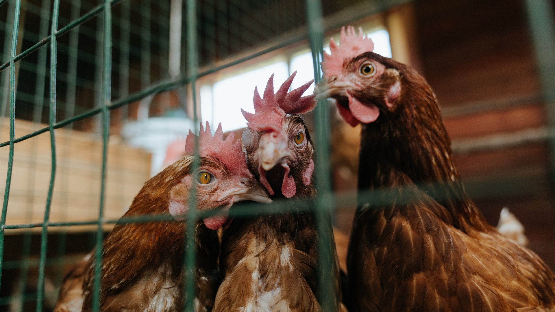 以静制动，福克斯冷静一剑封喉，鹈鹕喧嚣攻势惨遭冰封