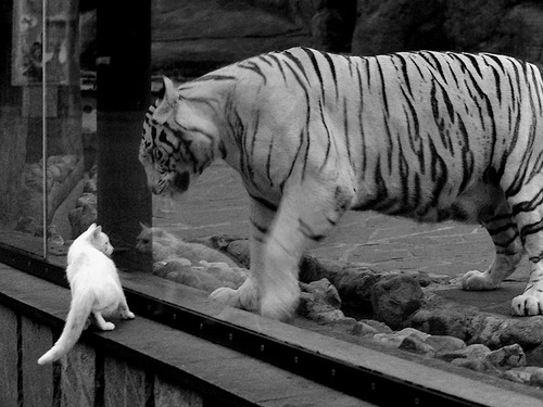 爱游戏APP-如果约基奇站在猛龙vs骑士的赛场中央