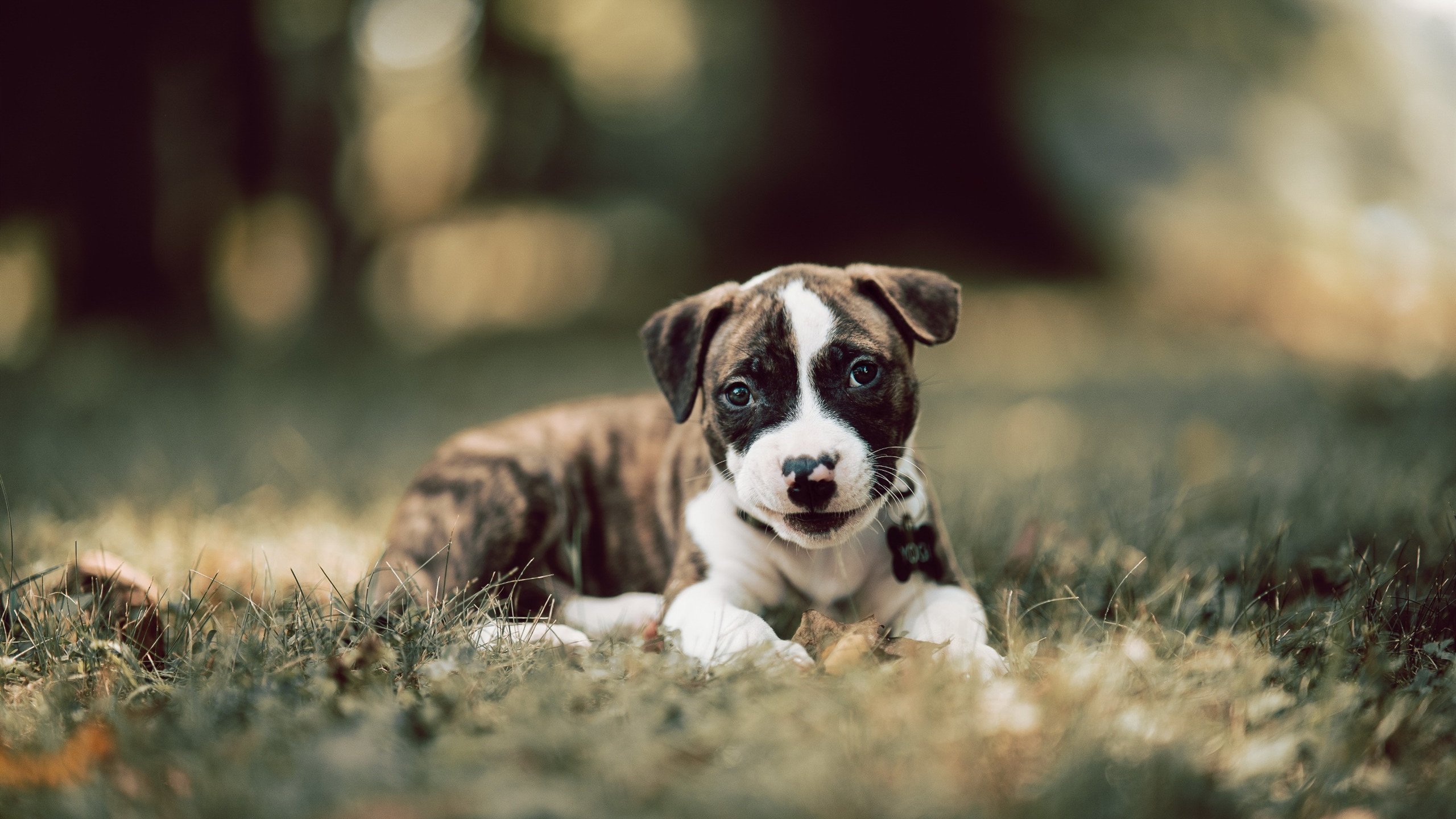 爱游戏APP-惊世骇俗的跨界表演，2026世界杯之夜，库里如何让足球在尖叫中失重