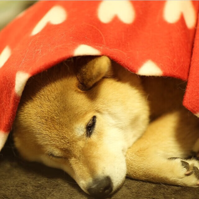 巴雷拉，一柄刺穿北欧冰雪的非洲利剑