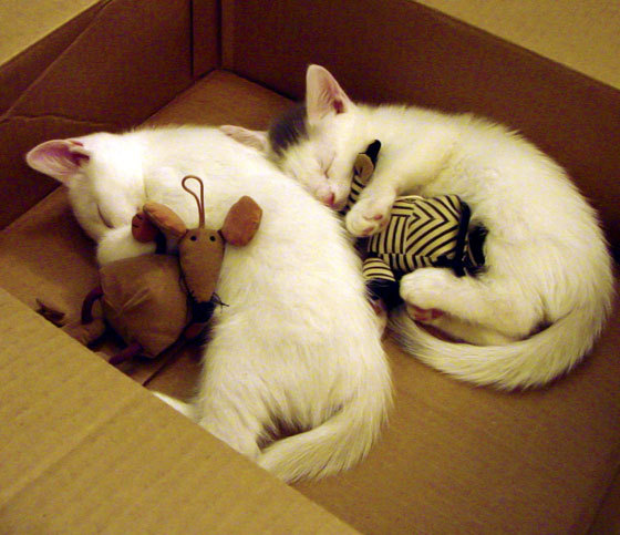 爱游戏下载-阿圭罗闪电战击穿红牛，加纳军团演绎非洲式整体压制