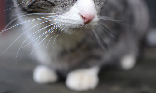 爱游戏官网-天平倾斜的瞬间，从多伦多到多伦多，武切维奇的两场跨时空接管