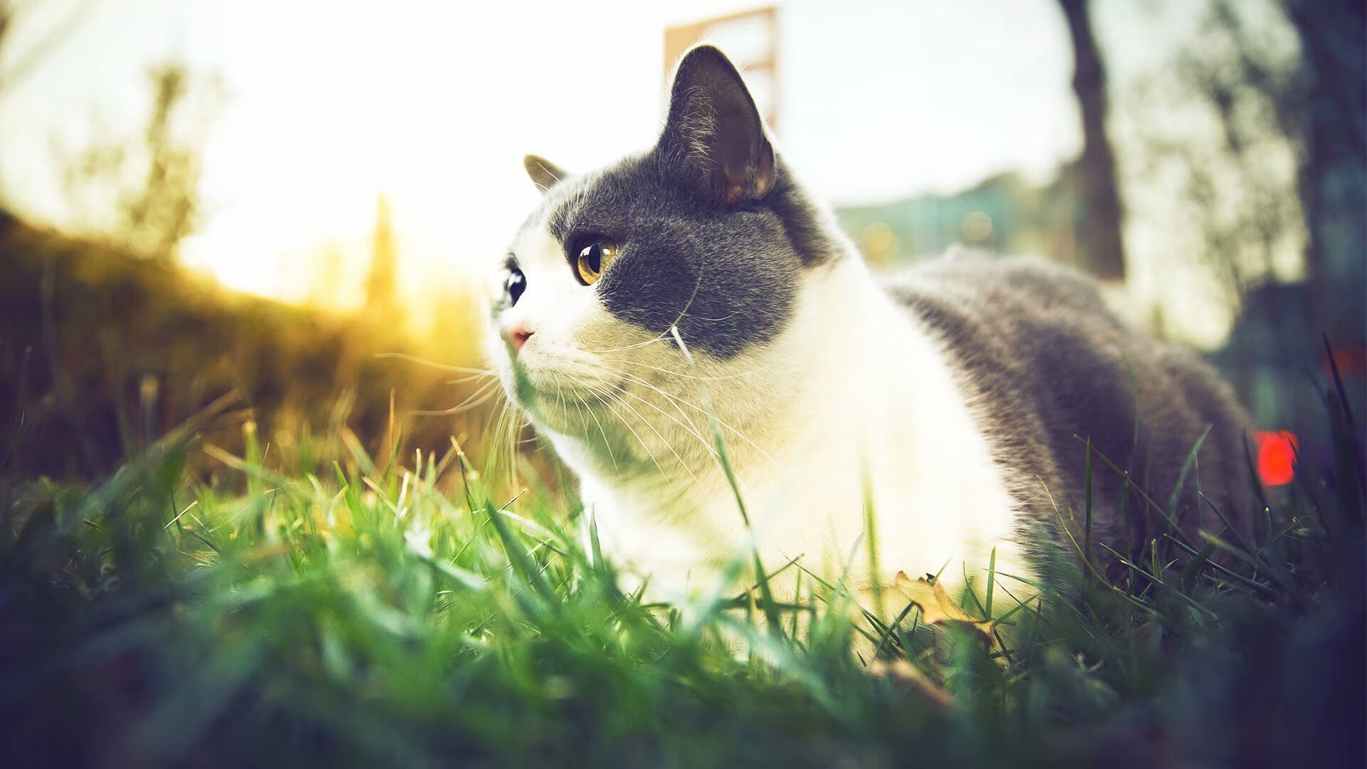 从酋长球场到世界杯之巅，奥亚尔萨瓦尔与马里足球的重生伏笔