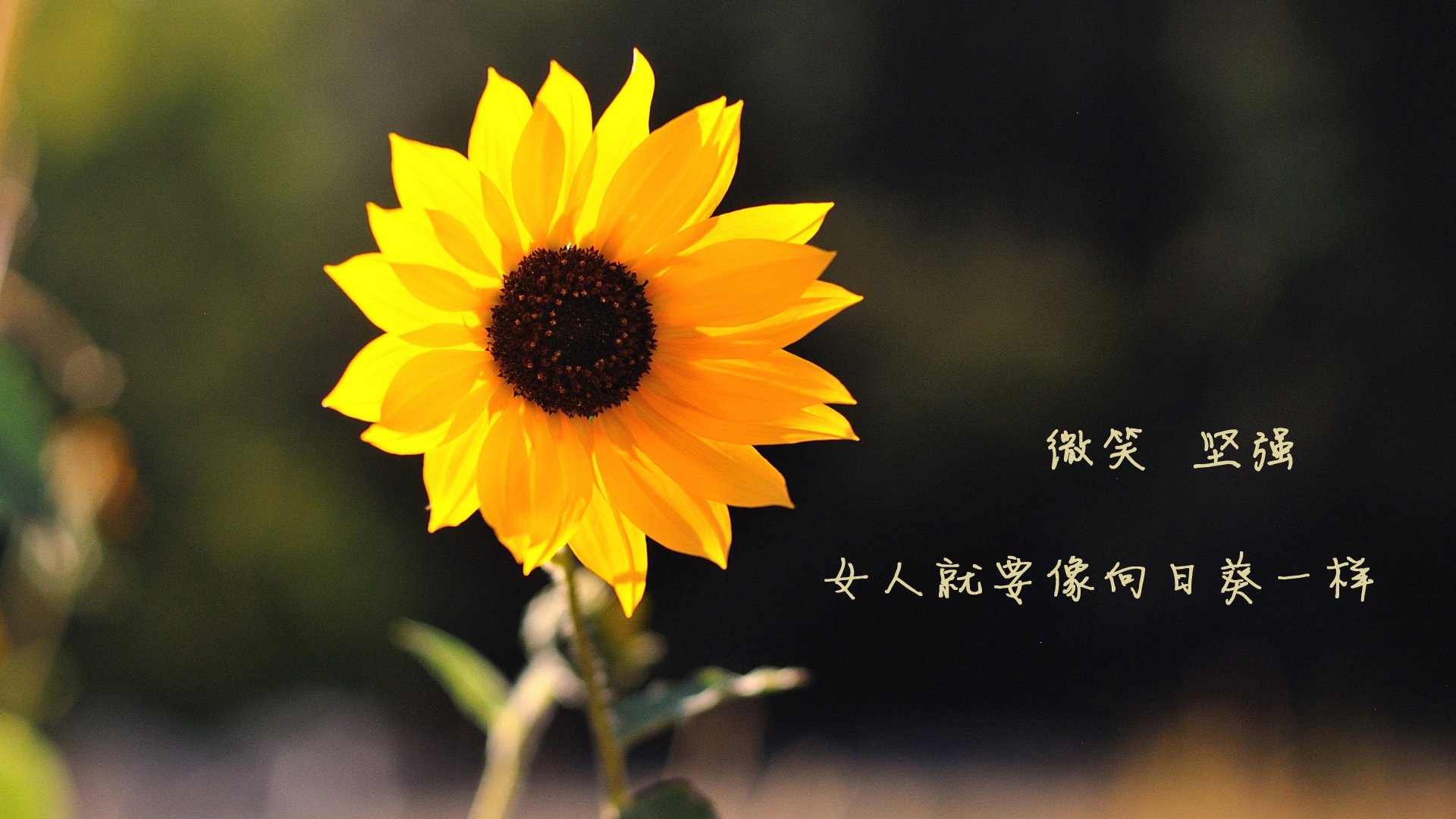 一瞬永恒,2026世界杯巅峰对决,梅西致命一击终结捷克风暴